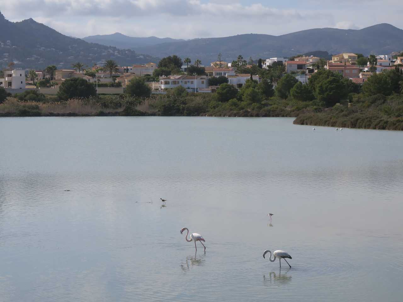 Another day, another set of flamingos (Black Winged Stilts behind).
