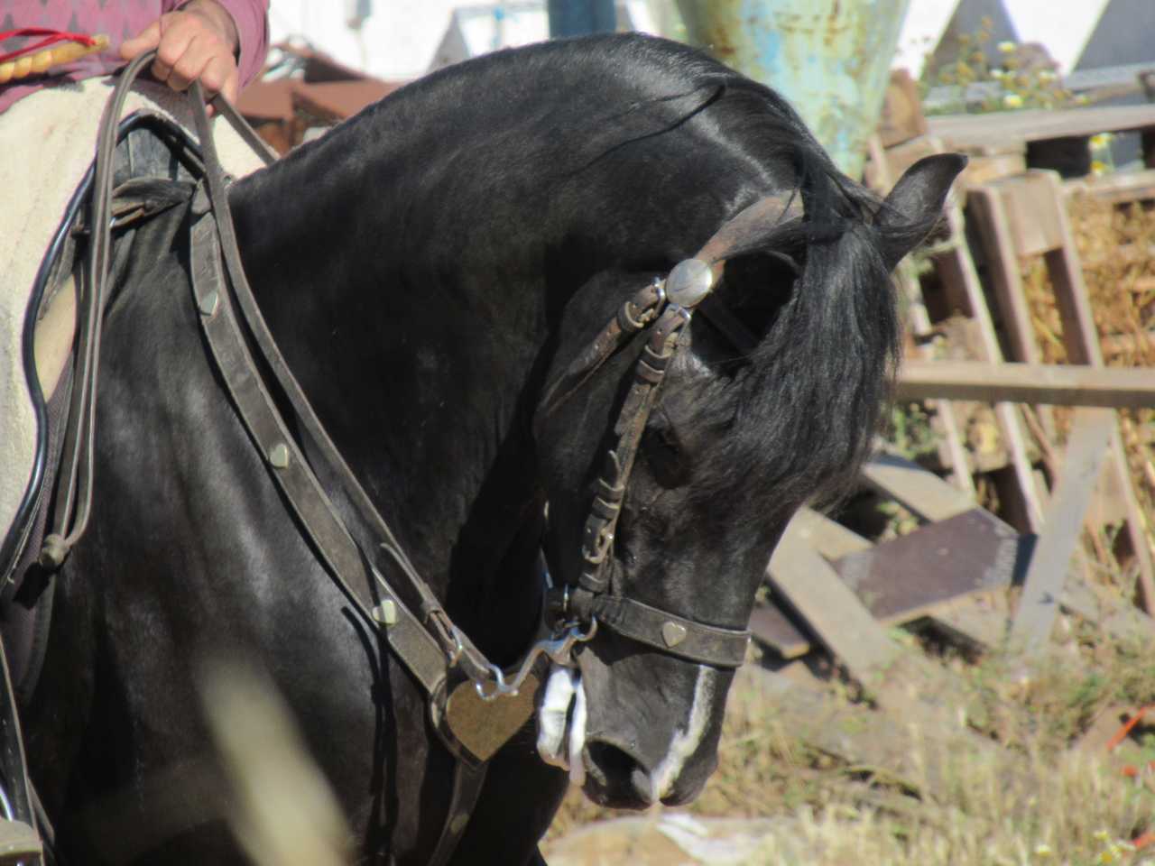 Menorca has its very own breed of horses.