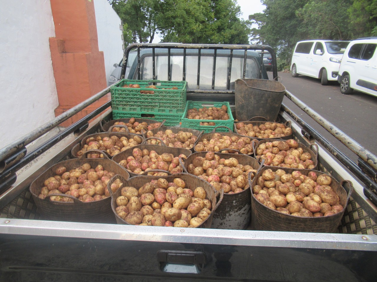 The potato harvest comes.