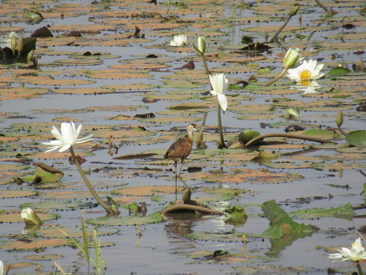 The waterlilies support all sorts of life.