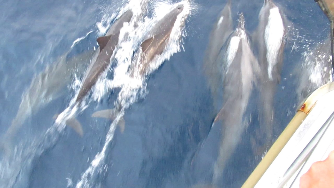 We’re joined by loads of dolphins.