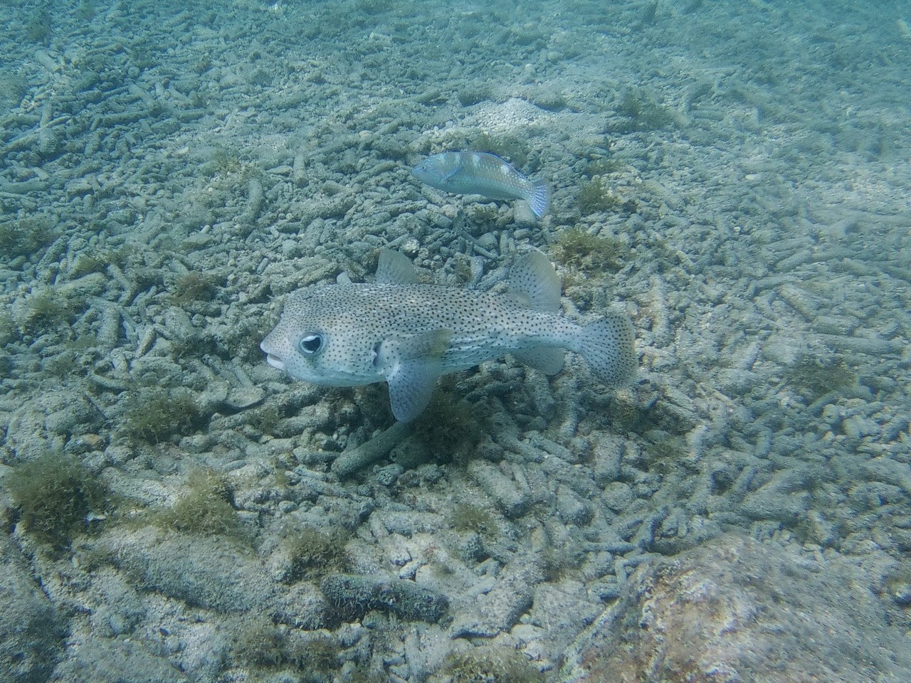 An unspiny Porcupinefish