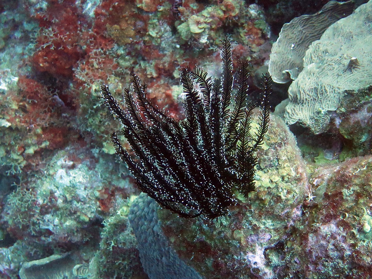 Something rare. Black coral.