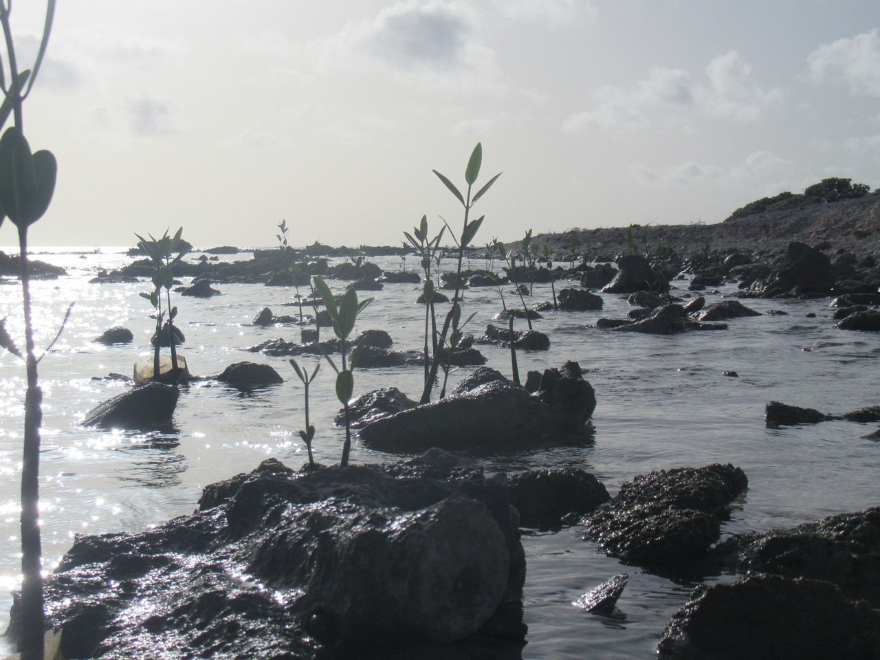 The shore is sprouting mangroves.