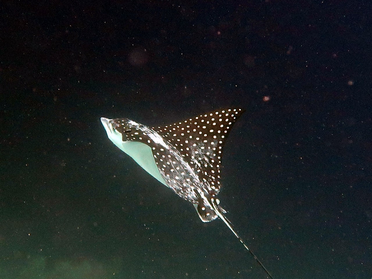 We finally see an Eagle Ray.