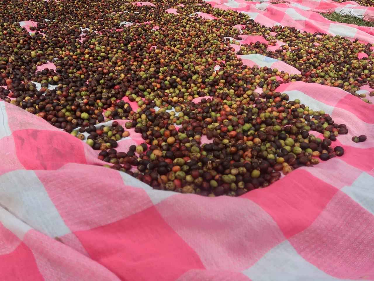 Drying coffee beans.