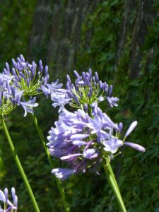 Agapanthus, here they grow like weeds.