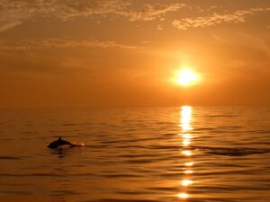Even the dolphins are enjoying the sunset.