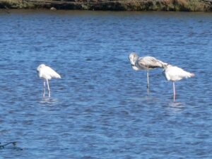 The lagoon wildlife includes unexpected flamingo’s.