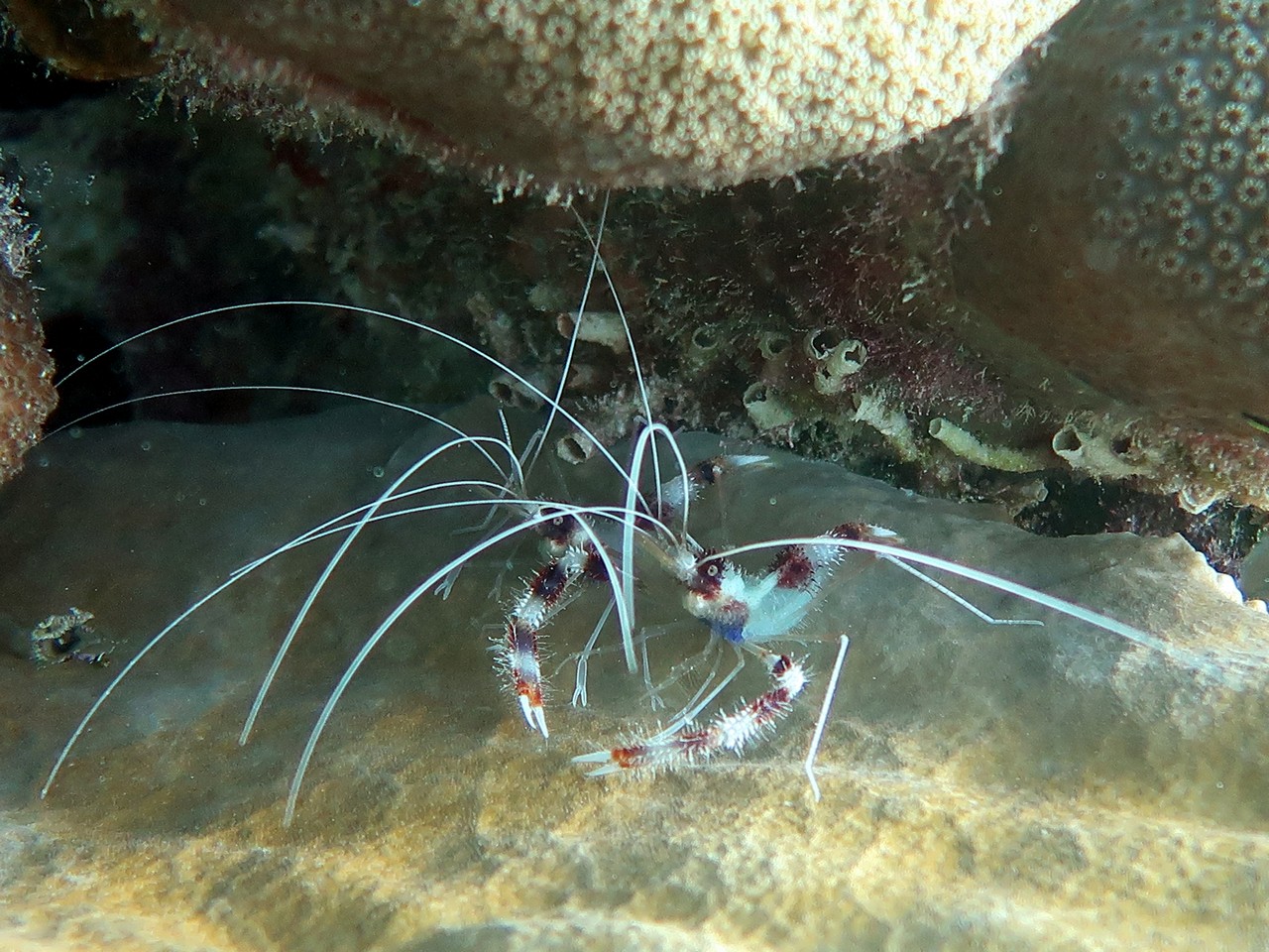 Cleaner shrimp not cleaning.