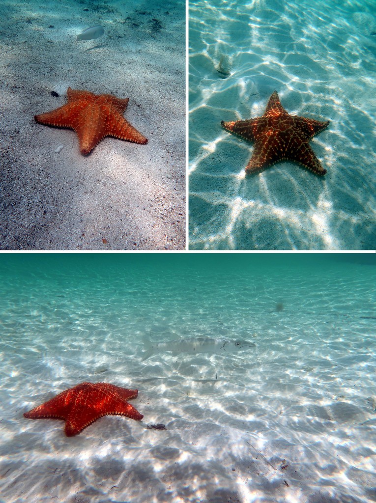 Starfish are everywhere.