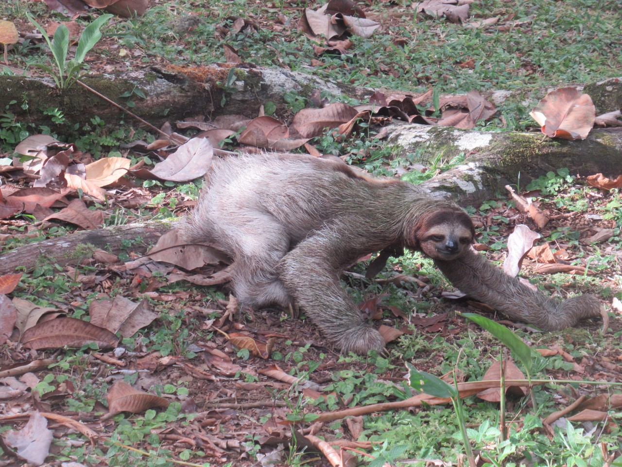 Ground sloth.