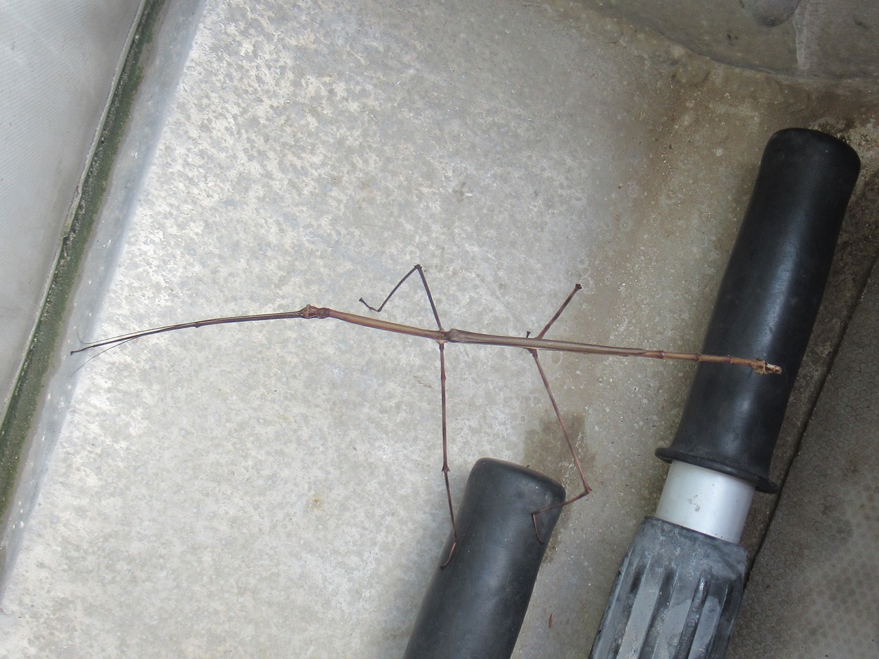 Sticky the stick insect hitches a ride.