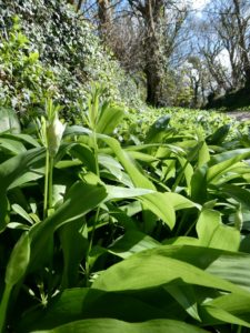 Wild garlic is everywhere. Now we just need some bread.